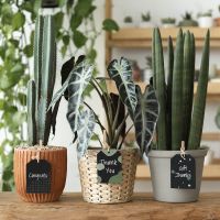 Pots & Planters