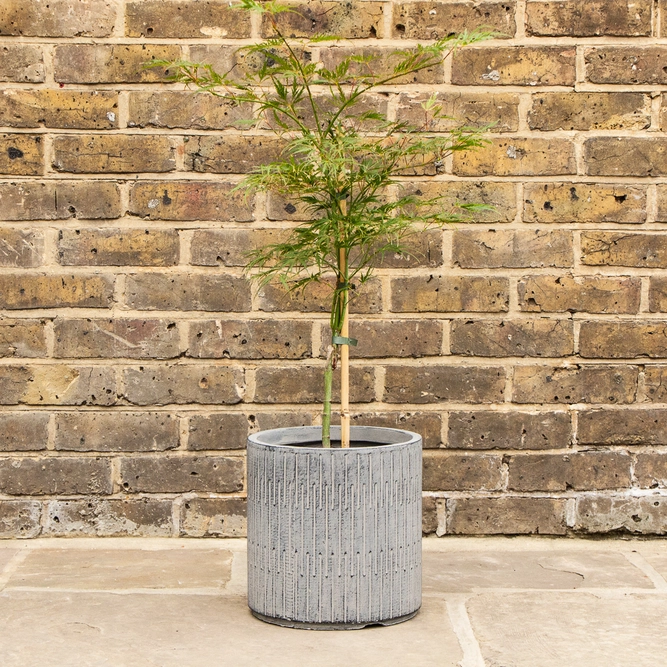 Potted Acer Dissectum - Oslo Black Pot - image 1