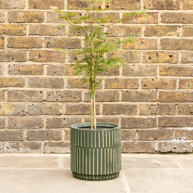 Potted Acer Dissectum - Oslo Green Pot - image 1