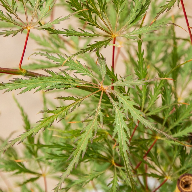 Potted Acer Dissectum - Oslo Green Pot - image 2