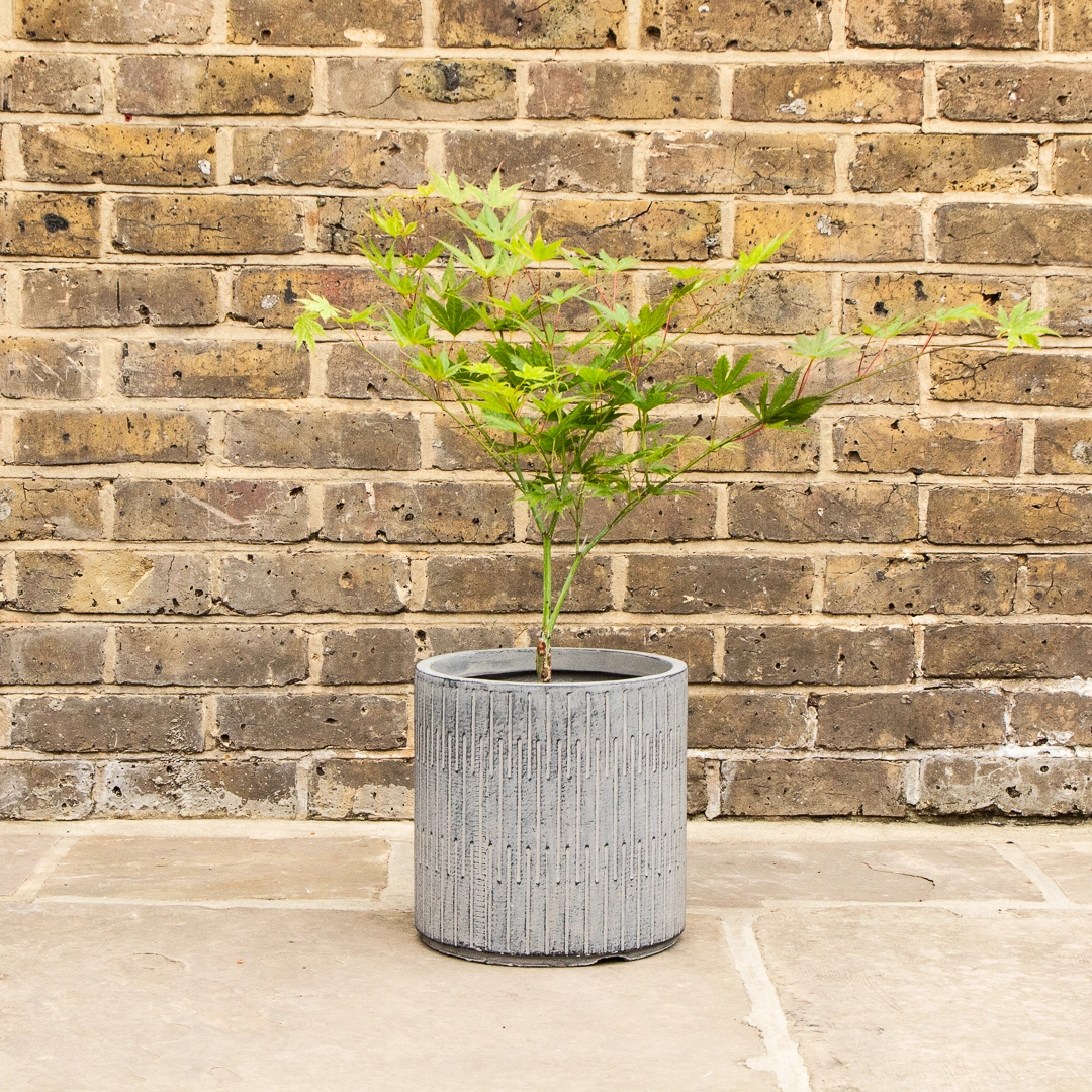 Potted Acer Ki-Hachijo - Oslo Black Pot from Boma Garden Centre