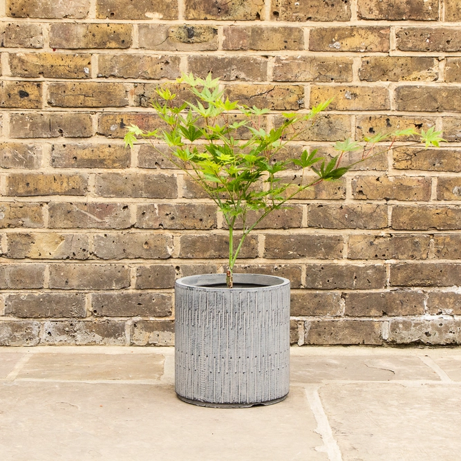 Potted Acer Ki-Hachijo - Oslo Black Pot - image 1
