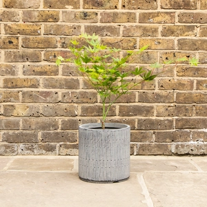 Potted Acer Ki-Hachijo - Oslo Black Pot - image 1