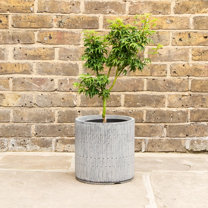 Potted Acer Shishigashira - Oslo Black Pot - image 1