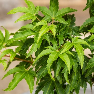 Potted Acer Shishigashira - Oslo Black Pot - image 2