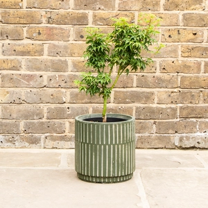 Potted Acer Shishigashira - Oslo Green Pot - image 1