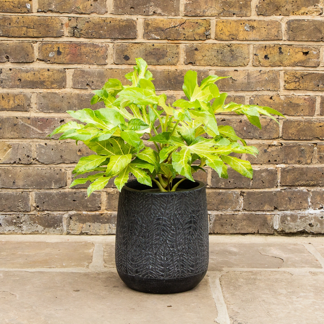 Potted Fatsia Japonica 'Camouflage' - Suez Black Pot from Boma Garden Centre