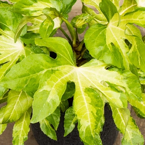 Potted Fatsia Japonica 'Camouflage' - Suez Black Pot - image 2