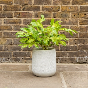 Potted Fatsia Japonica 'Camouflage' - Suez White Pot - image 1