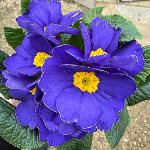 Primrose Blue (Pot Size 10.5cm)