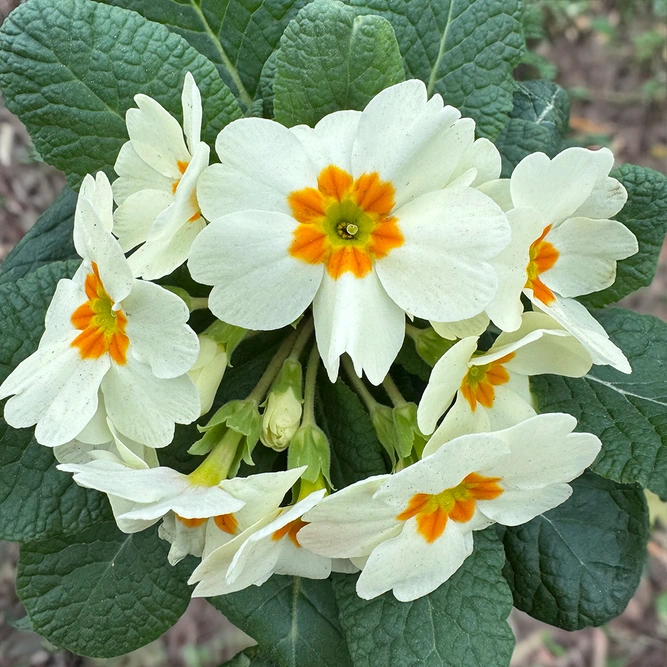 Primrose White (Pot Size 10.5cm)