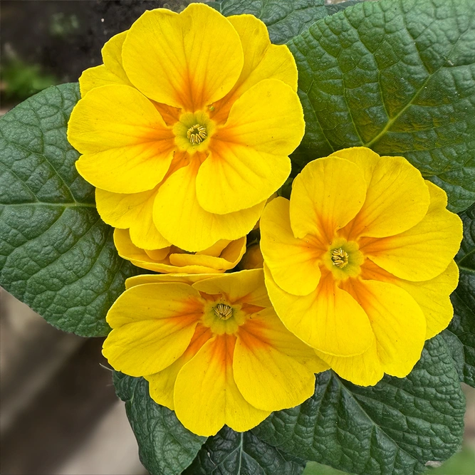 Primrose Yellow (Pot Size 10.5cm)