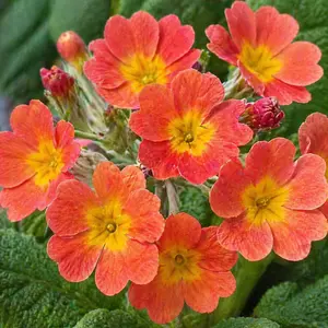 Primula 'Aloha Sundance' (Pot Size 2L) Primrose