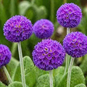 Primula denticulata ‘Blue’ (Pot Size 2L) Drumstick Primula