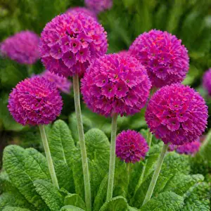 Primula denticulata ‘Deep Rose’ (Pot Size 2L) Drumstick Primula