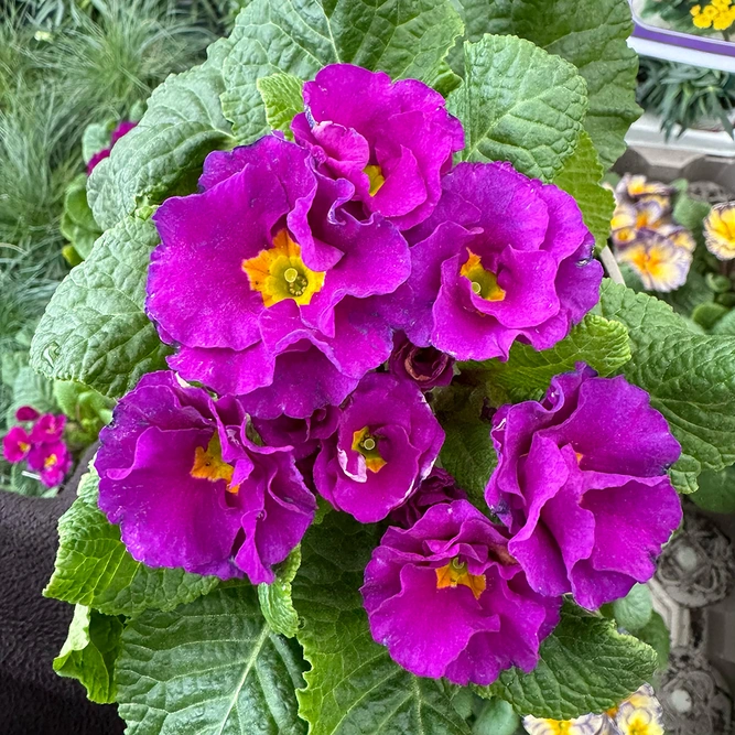 Primula 'Primlet Purple' (Pot Size 10.5cm)