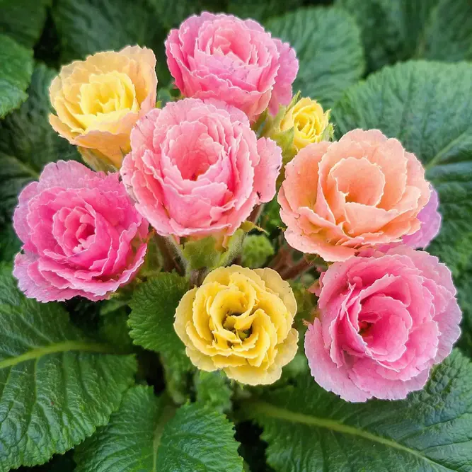 Primula Rosebud 'Tutti Frutti' (Pot Size 10.5cm) Rose Bud Primrose