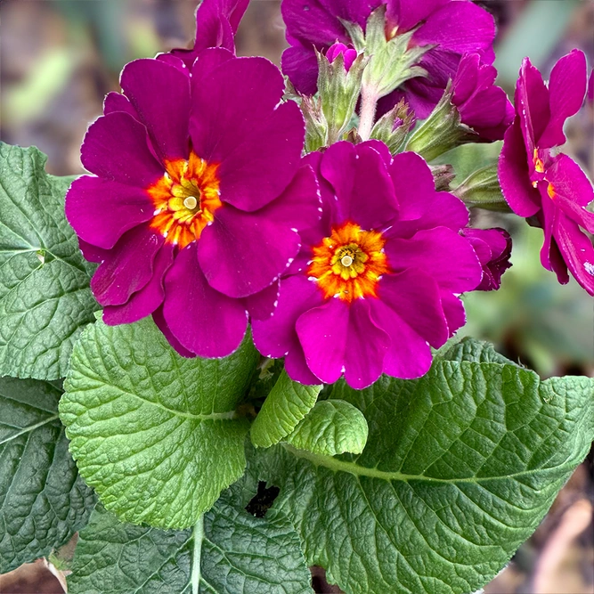 Primula 'Veris Bugundy' (Pot Size 1L)