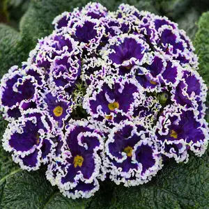 Primula vulgaris ‘Sirococo Blue’ (Pots Size 10.5cm) Ruffled Double Primrose