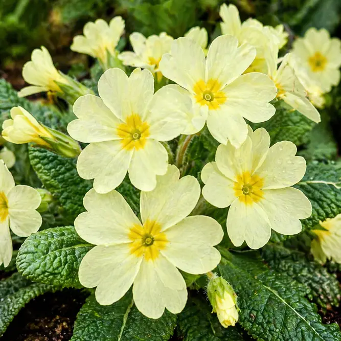 Primula vulgaris – Wild Primrose (Pot Size 10.5cm)