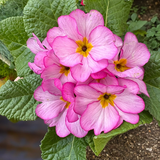 Primula 'Woodland Rose' (Pot Size 10.5cm)