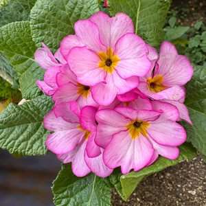 Primula 'Woodland Rose' (Pot Size 10.5cm)