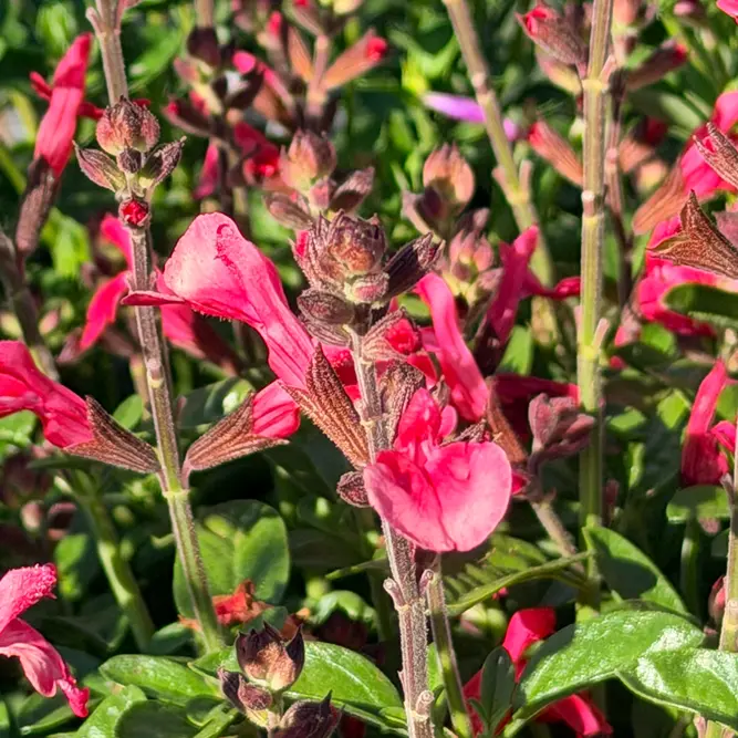 Salvia × jamensis 'Hudson' (Pot Size 3L) Sage 'Hudson'