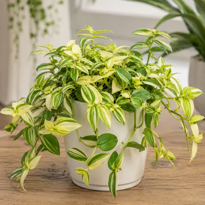 Tradescantia fluminensis 'Yellow Hill' (Pot Size 17cm) Inch Plant