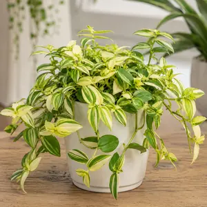 Tradescantia fluminensis 'Yellow Hill' (Pot Size 17cm) Inch Plant