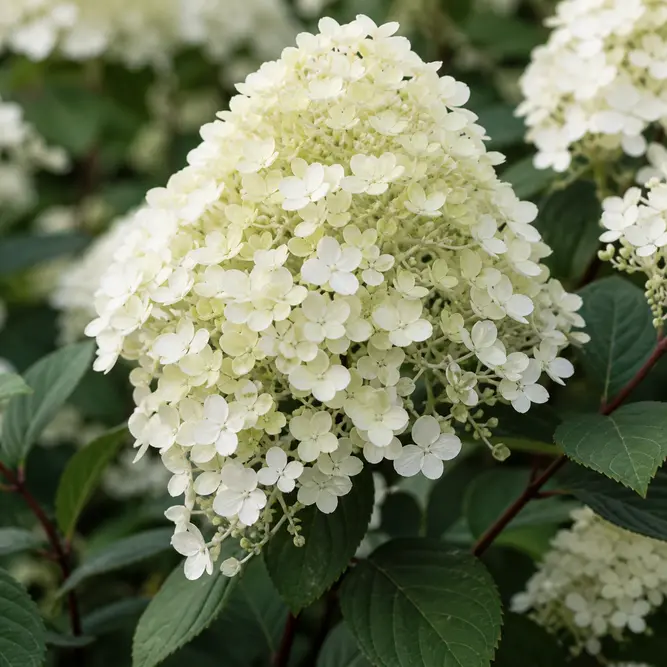 Hydrangea paniculata 'Bobo' (Pot Size 27cm) Panicle Hydrangea