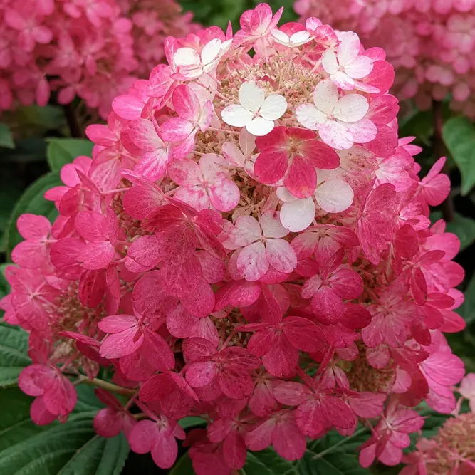 Hydrangea paniculata 'Rendia' (Pot Size 27cm) Diamond Rouge