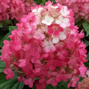 Hydrangea paniculata 'Rendia' (Pot Size 27cm) Diamond Rouge