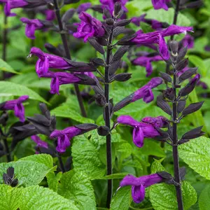 Salvia guaranitica 'Rockin'® Deep Purple' (Pot Size 2L) Rockin' Deep Purple Sage