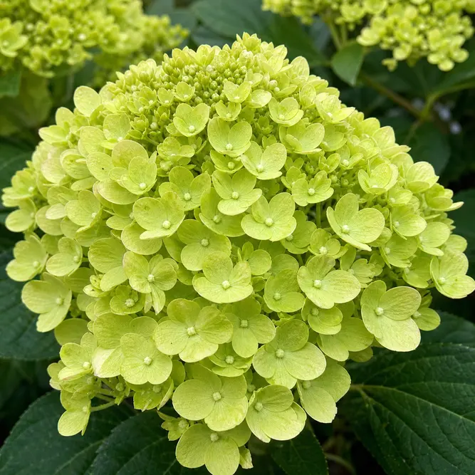 Hydrangea paniculata 'Little Lime' (Pot Size 27cm) Panicle Hydrangea