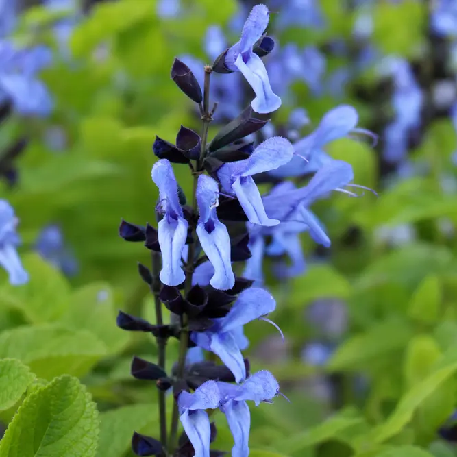 Salvia 'Rocking Sky Blue' (Pot Size 17cm) Gentian Sage