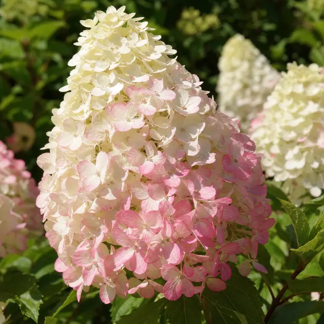 Hydrangea paniculata 'Rensun' (Pot Size 27cm) Strawberry Sundae Panicle Hydrangea