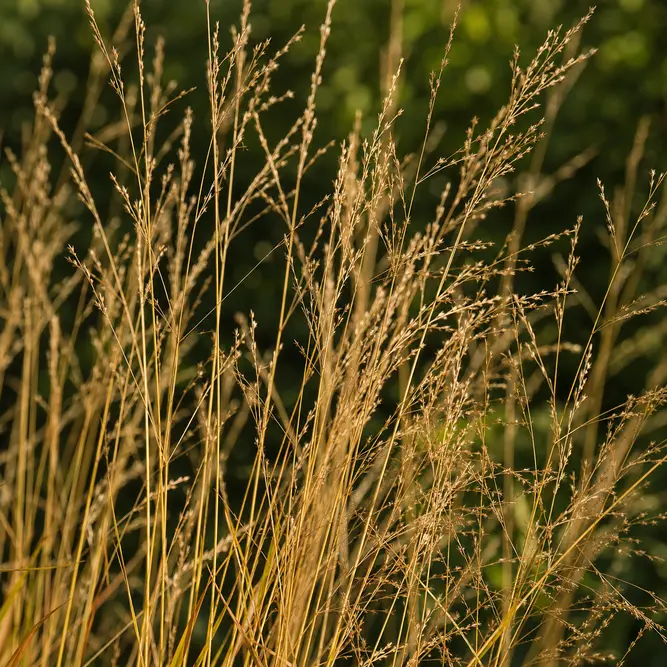 Molinia caerulea 'Edith Dudszus' (Pot Size 3L) Purple Moor Grass 'Edith Dudszus'