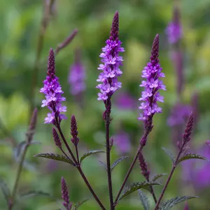 Verbena × baileyana 'Purple Haze' (Pot Size 17cm) Bailey's Verbena