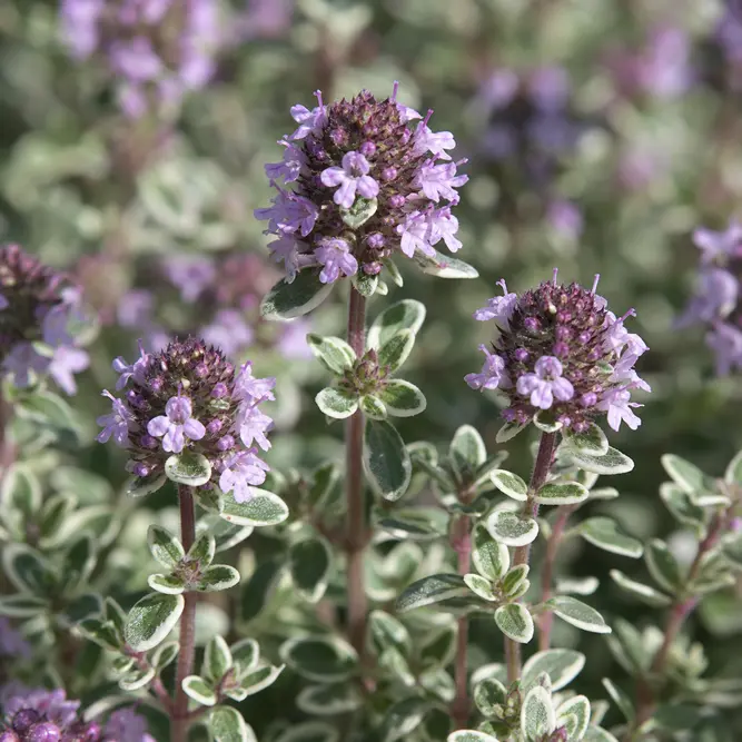 Thymus vulgaris 'Silver Posie' (Pot Size 1L) Silver Posie Thyme