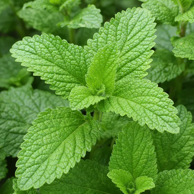 Mentha spicata (Pot Size 1L) Spearmint, Garden Mint