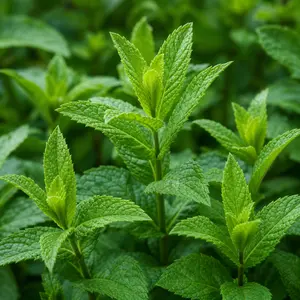 Mentha spicata (Pot Size 1L) Spearmint