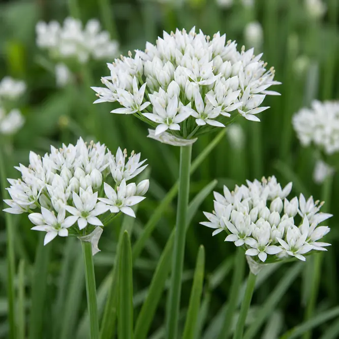 Allium tuberosum (Pot Size 1L) Garlic Chives
