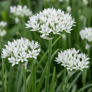 Allium tuberosum (Pot Size 1L) Garlic Chives