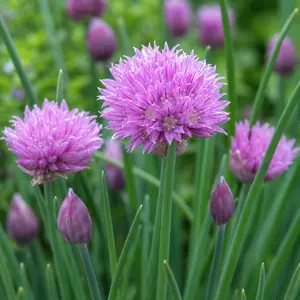 Allium schoenoprasum (Pot Size 1L) Chives