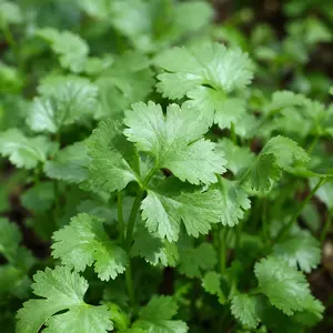 Coriandrum sativum (Pot Size 1L) Coriander