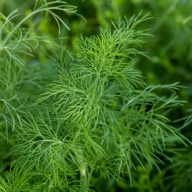 Anethum graveolens (Pot Size 1L) Dill