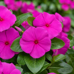 Catharanthus roseus 'Grape Cooler' (Pot Size 13cm) Madagascar Periwinkle
