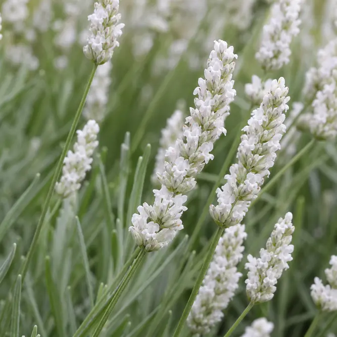 Lavandula × intermedia 'Edelweiss' (Pot Size 1L) Edelweiss Lavender