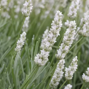 Lavandula × intermedia 'Edelweiss' (Pot Size 1L) Edelweiss Lavender