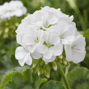 Pelargonium interspecific 'Calliope Medium White' (Pot Size 13cm) Calliope White Geranium